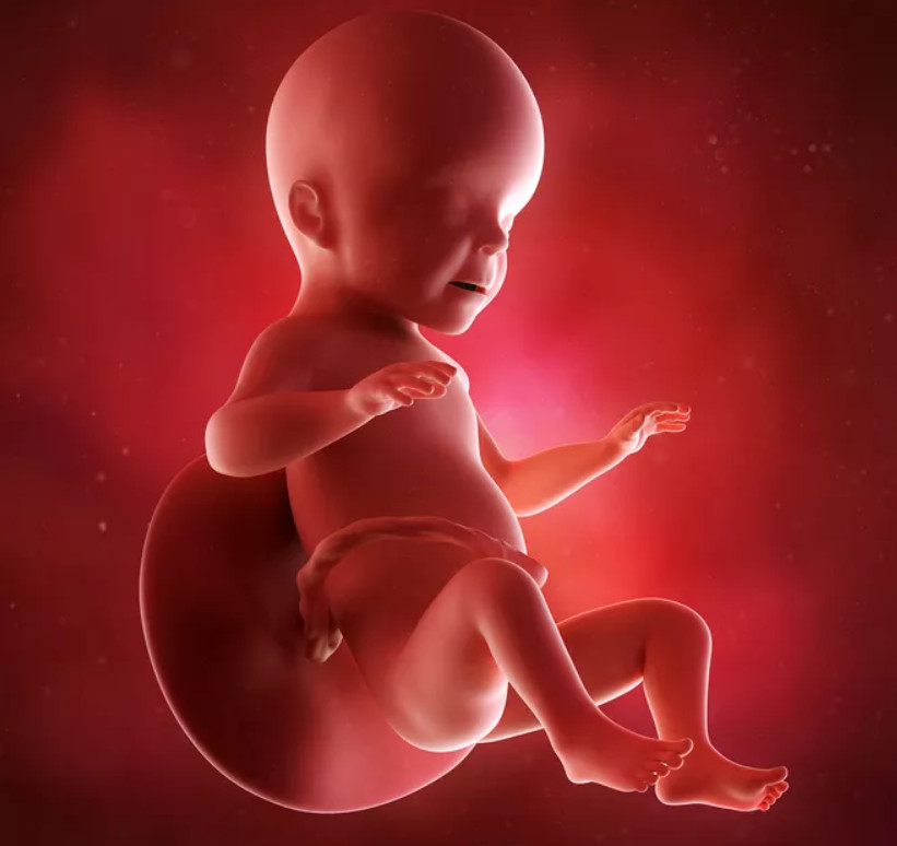 26 haftalık hamilelik fetüsün görüntüsü