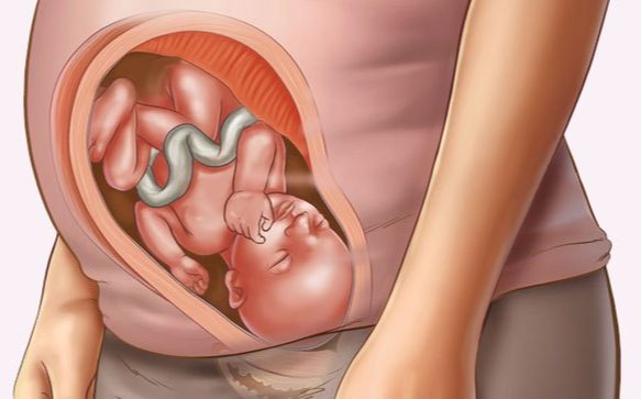 33 haftalık gebelik anne karnında bebek görüntüsü