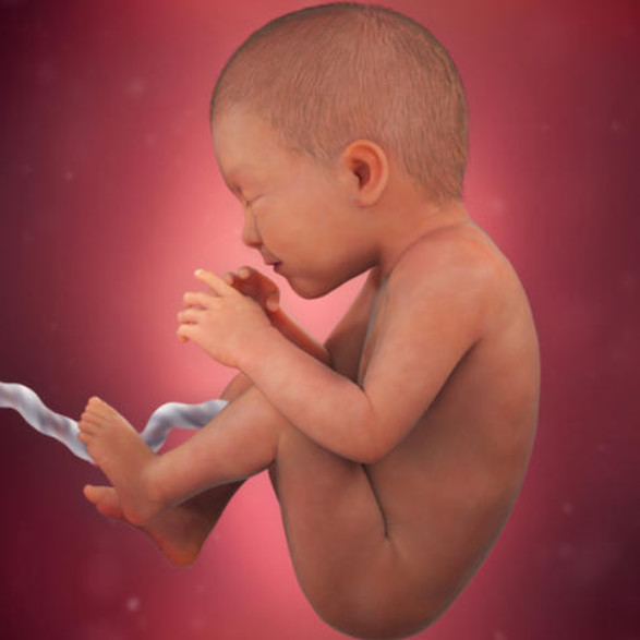 35 hafta gebelikte fetusun görünüşü