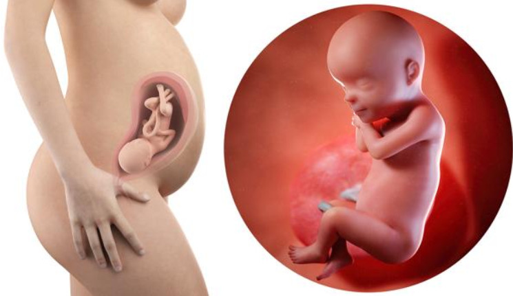 30 haftalık gebelikte bebeğin görüntüsü