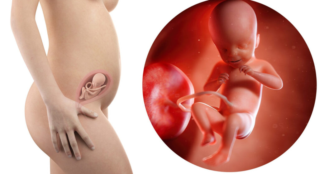 21 haftalik gebelikte annedeki degisiklikler